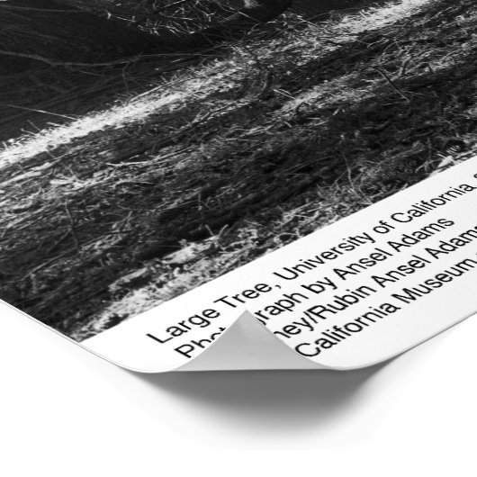 Poster Tree, UC Père Noël Cruz, mars 1962 (Coin)