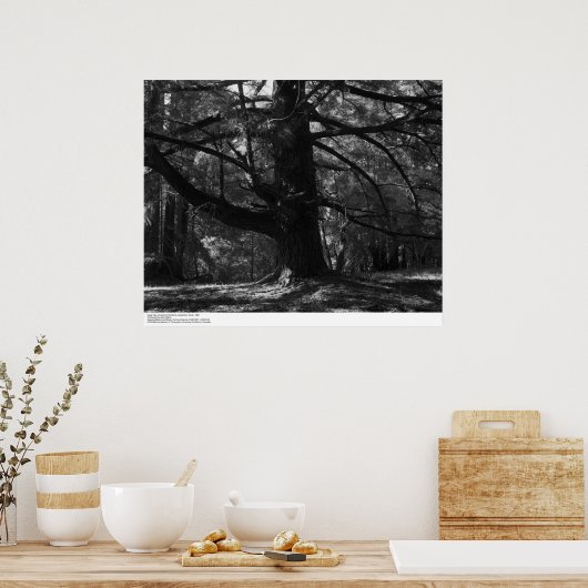 Poster Tree, UC Père Noël Cruz, mars 1962 (Cuisine)