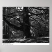 Poster Tree, UC Père Noël Cruz, mars 1962 (Devant)