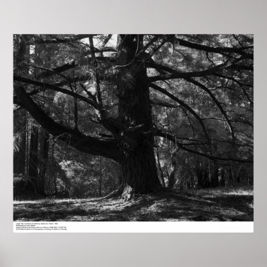 Poster Tree, UC Père Noël Cruz, mars 1962 (Devant)