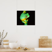 Poster Treefrog de l'oeil rouge australien, Litoria chlor (Cuisine)