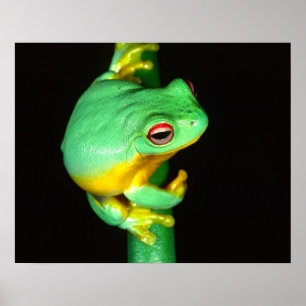 Poster Treefrog de l'oeil rouge australien, Litoria chlor