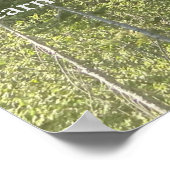 Poster Trees Forest Woods Thoreau Inspiration (Coin)