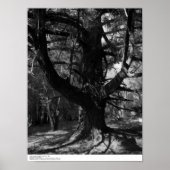 Poster Trees, UC Père Noël Cruz, 1963 (Devant)