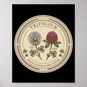 Poster Trèfle blanc et trèfle rouge - Trifolium Bo vintag