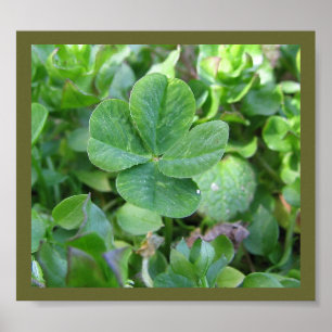 Poster Trèfle de quatre feuilles