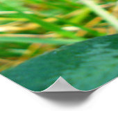 Poster trèfle rouge (Coin)