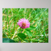 Poster trèfle rouge (Devant)