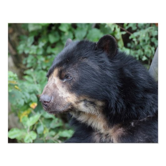 Poster Tremarctos ornatus (Devant)