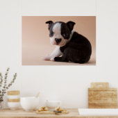 Poster Très jeune Boston Terrier Puppy (Cuisine)