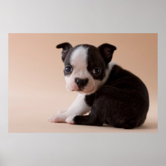 Poster Très jeune Boston Terrier Puppy (Devant)