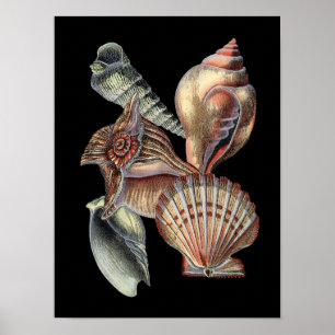 Poster Trésors de la mer