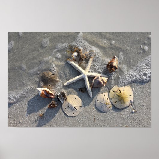 Poster Trésors de la plage à marée basse (Devant)