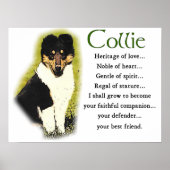 Poster Tri Color Rough Collie Toxits (Devant)