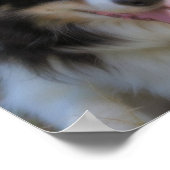 Poster Tri Couleur Bordure Collie Face (Coin)