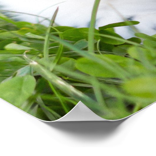 Poster Tri Couleur Cavalier King Charles Spaniel Chien (Coin)