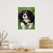 Poster Tri Couleur Cavalier King Charles Spaniel Chien (Cuisine)