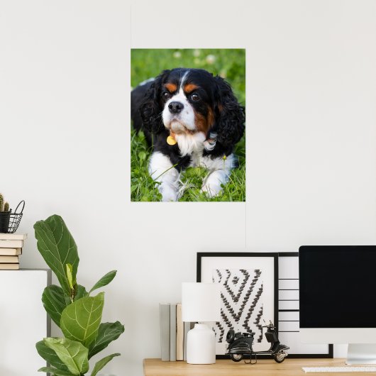 Poster Tri Couleur Cavalier King Charles Spaniel Chien (Bureau à domicile)