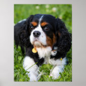Poster Tri Couleur Cavalier King Charles Spaniel Chien (Devant)