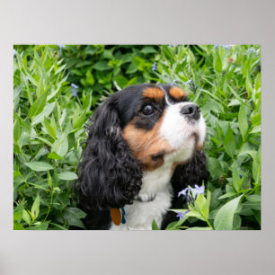 Poster Tri Couleur Cavalier King Charles Spaniel Chien