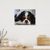 Poster Tri Couleur Cavalier King Charles Spaniel Chien Ch (Cuisine)