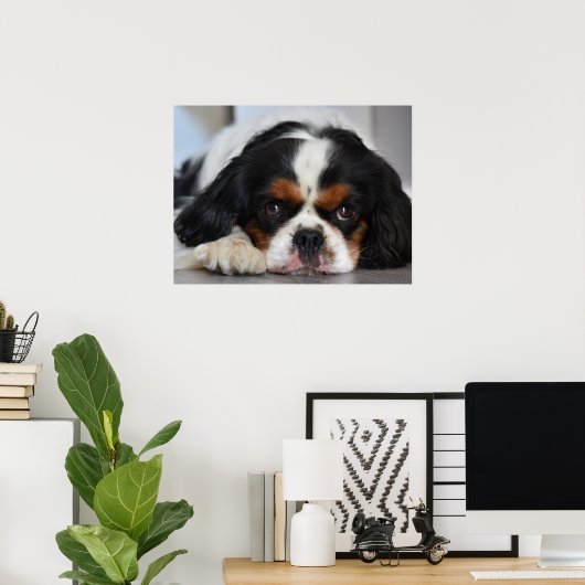 Poster Tri Couleur Cavalier King Charles Spaniel Chien Ch (Bureau à domicile)