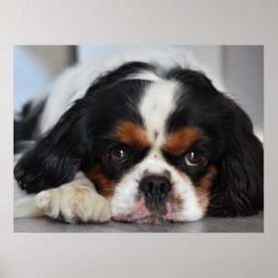Poster Tri Couleur Cavalier King Charles Spaniel Chien Ch