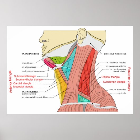 Poster Triangles antérieurs et postérieurs des muscles du (Devant)