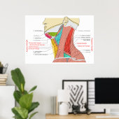 Poster Triangles antérieurs et postérieurs des muscles du (Bureau à domicile)