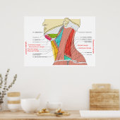 Poster Triangles antérieurs et postérieurs des muscles du (Cuisine)