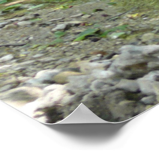 Poster Tributaire de Spring Creek (Coin)