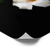 Poster Trichopilia Tortilis (Coin)