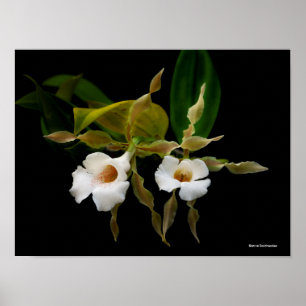 Poster Trichopilia Tortilis