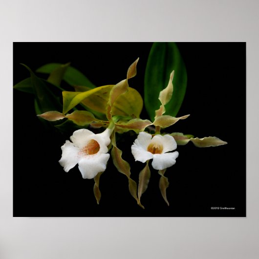 Poster Trichopilia Tortilis (Devant)