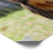 Poster Tricolore à manteau rigide Collie Chien (Coin)