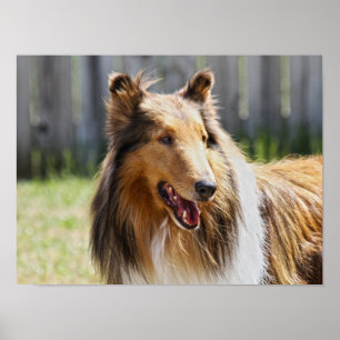 Poster Tricolore à manteau rigide Collie Chien
