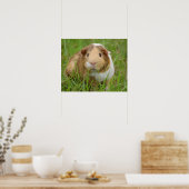 Poster Tricolore mignon Guinéen Cochon en Grass vert (Cuisine)