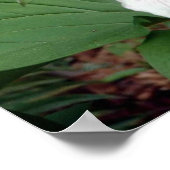 Poster Trillium (Coin)