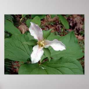 Poster Trillium