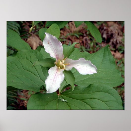 Poster Trillium (Devant)