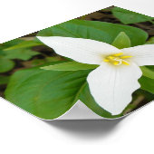 Poster Trillium (Coin)