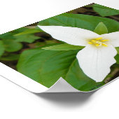 Poster Trillium (Coin)