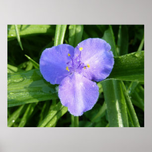 Poster Trillium printanier sauvage couvert de rosée