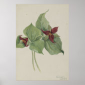 Poster Trillium rouge (Trillium erectum) (Devant)