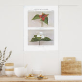 Poster Trillium rouge ; Wake-Robin ou Birthroot (Cuisine)