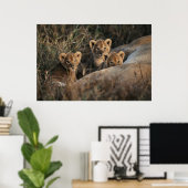 Poster Trio de bébés lions âgés de six semaines assis (Bureau à domicile)