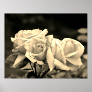 Poster Trio de boutons de rose en sépia