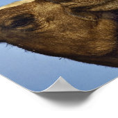 Poster Trio de chameaux, marché aux chameaux, Le Caire, E (Coin)