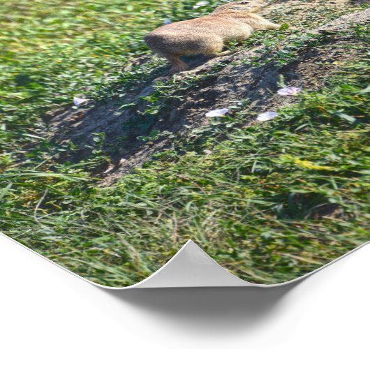 Poster Trio de chiens des Prairies, parc national des Bad (Coin)