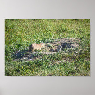 Poster Trio de chiens des Prairies, parc national des Bad